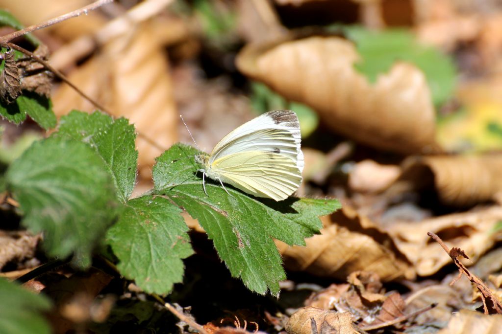 Pieris napi? S